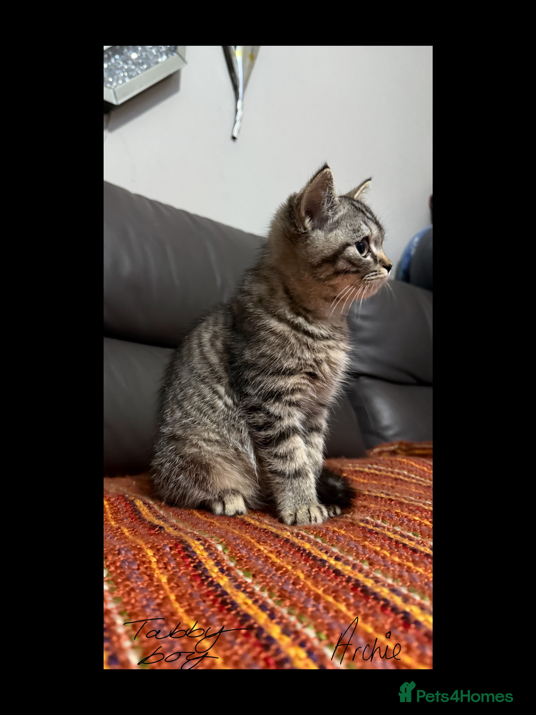 British Shorthair cats for sale: Absolutely stunning TICA registered kittens  - Image 5