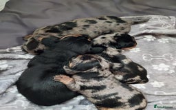 Miniature Dachshund dogs for sale: Miniature Dachshund - Image 7