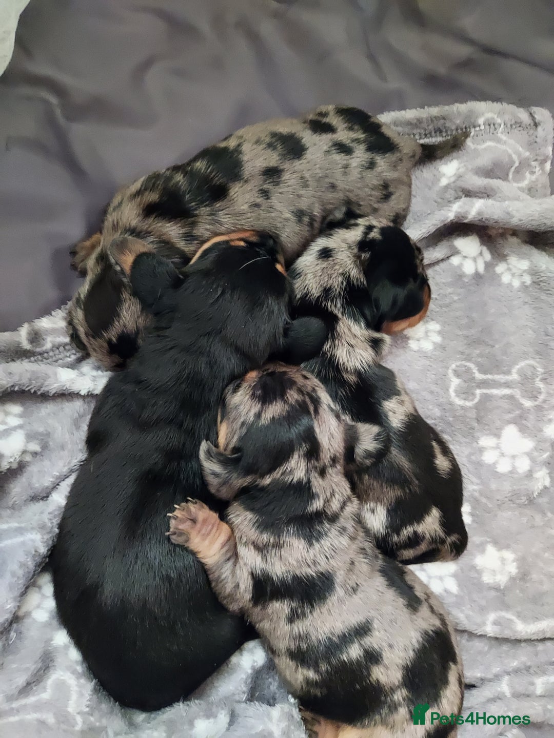 Miniature Dachshund dogs for sale: Miniature Dachshund - Image 7
