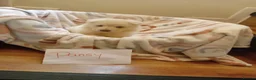 German Shepherd dogs for sale: Big bold and loyal  unique colours - Advert 12