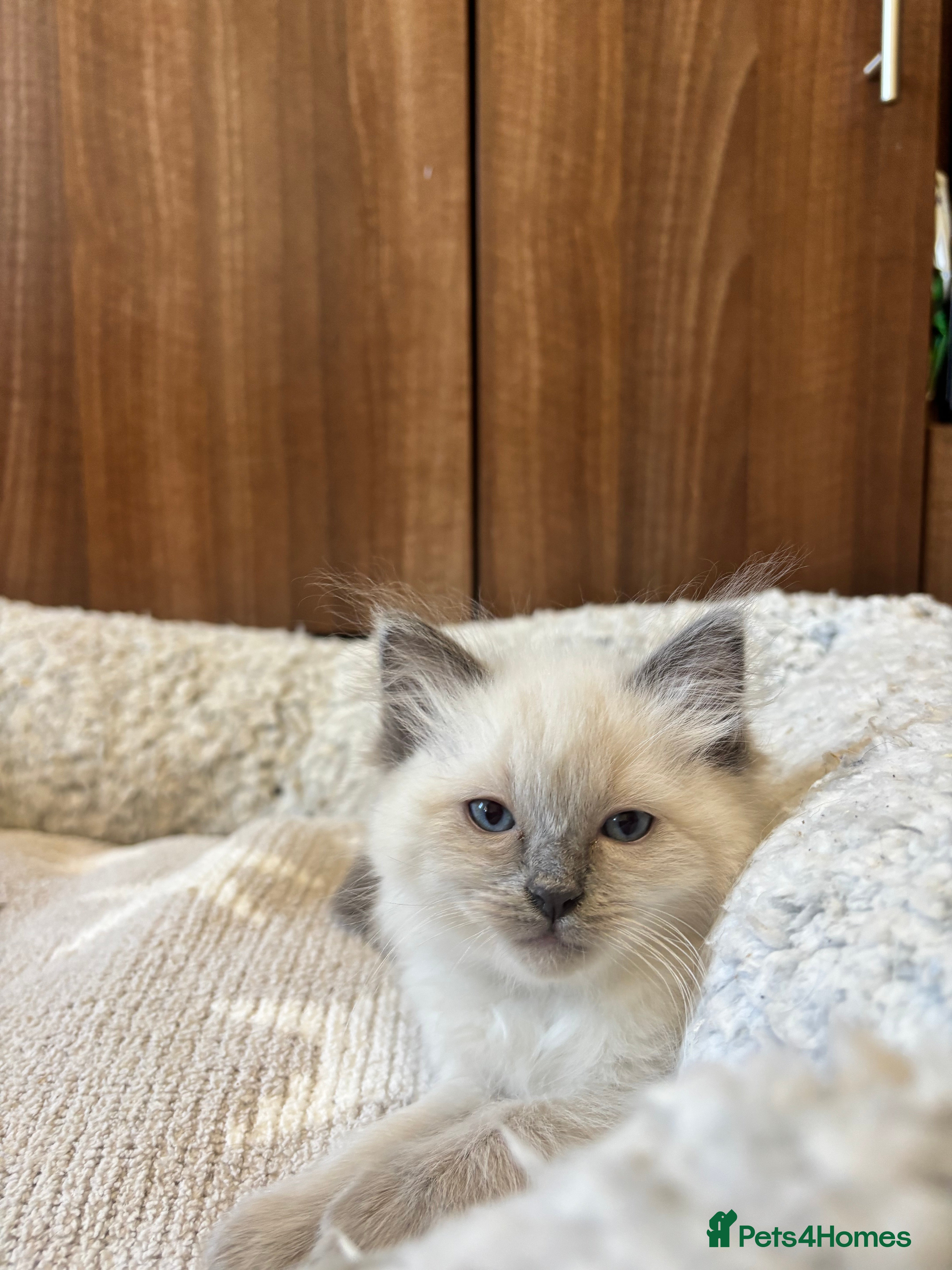 Ragdoll cats Bluepoint Ragdoll kittens 1 x boy left  - Advert 2