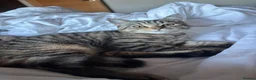 British Shorthair cats for sale: Ready to go!!! - Advert 4