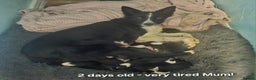 Border Collie dogs for sale: Ready NOW - One Border Collie Pup Left - Advert 21