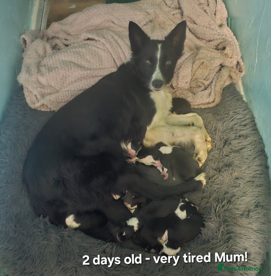 Border Collie dogs for sale: Border Collie Puppies - Image 10