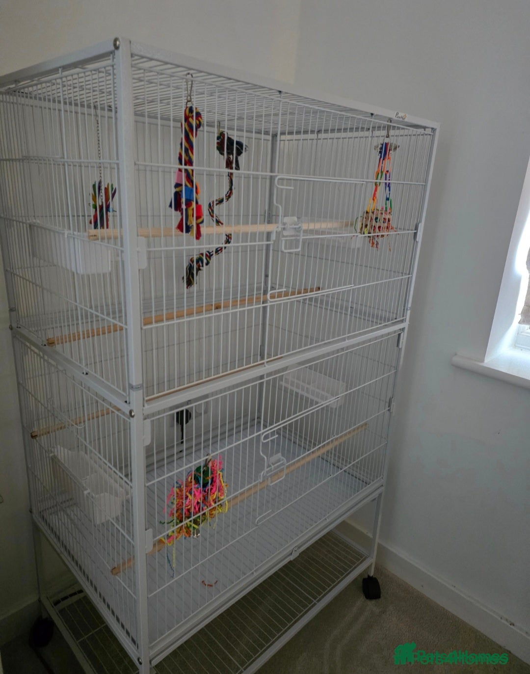 Conures birds for sale: Silly Conure  - Advert 8