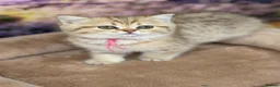 British Shorthair cats for sale: Adorable TICA British Shorthair kittens  - Advert 9