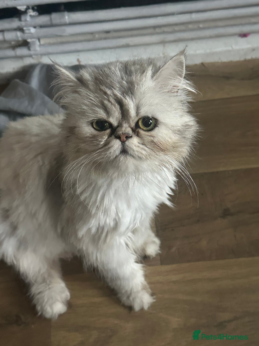 Persian cats for sale: 3 Persian kittens left  - Image 2