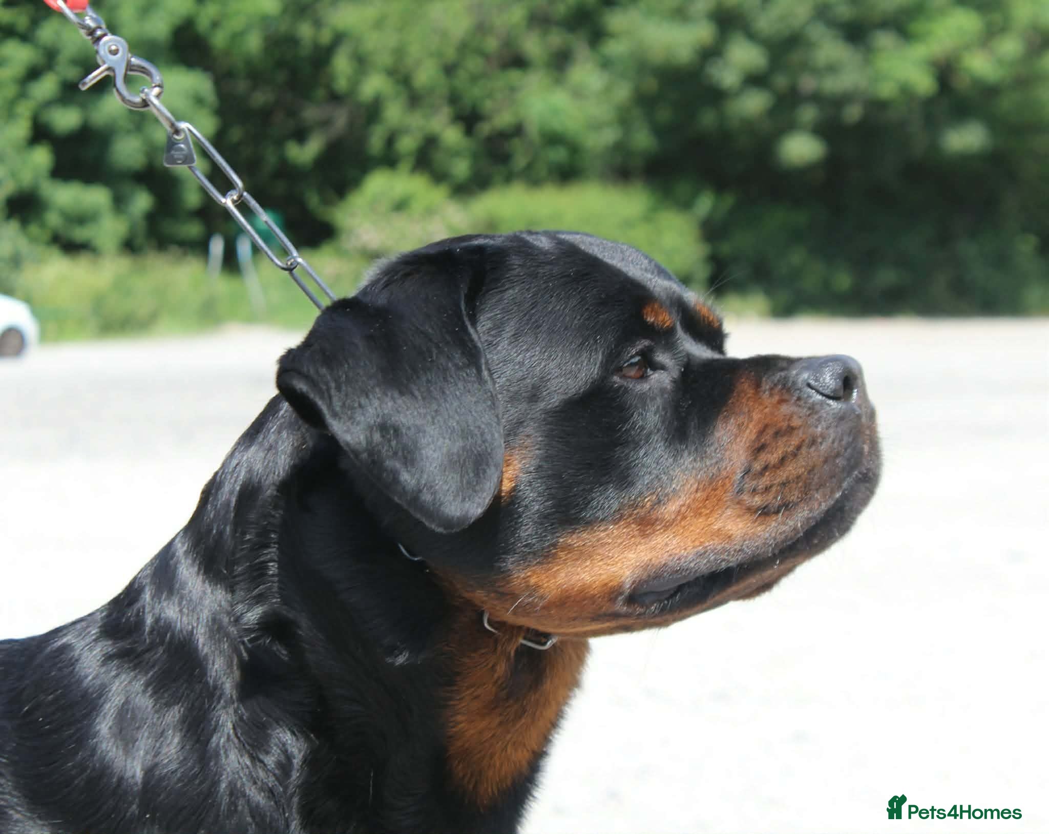 Rottweiler dogs Stunning fully health tested rottweiler pups - Advert 11
