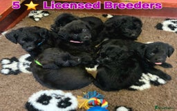 Labradoodle dogs for sale: Gorgeous Labradoodles - Image 4