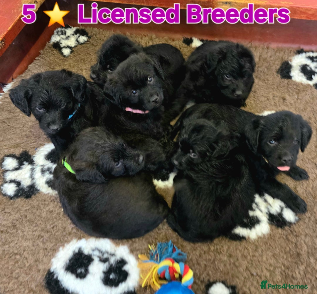 Labradoodle dogs for sale: Gorgeous Labradoodles - Image 4