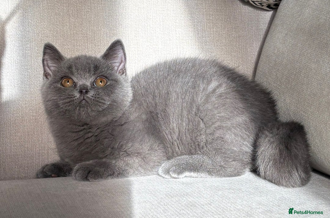 British Shorthair cats for sale: Lovely BSH  - Image 13