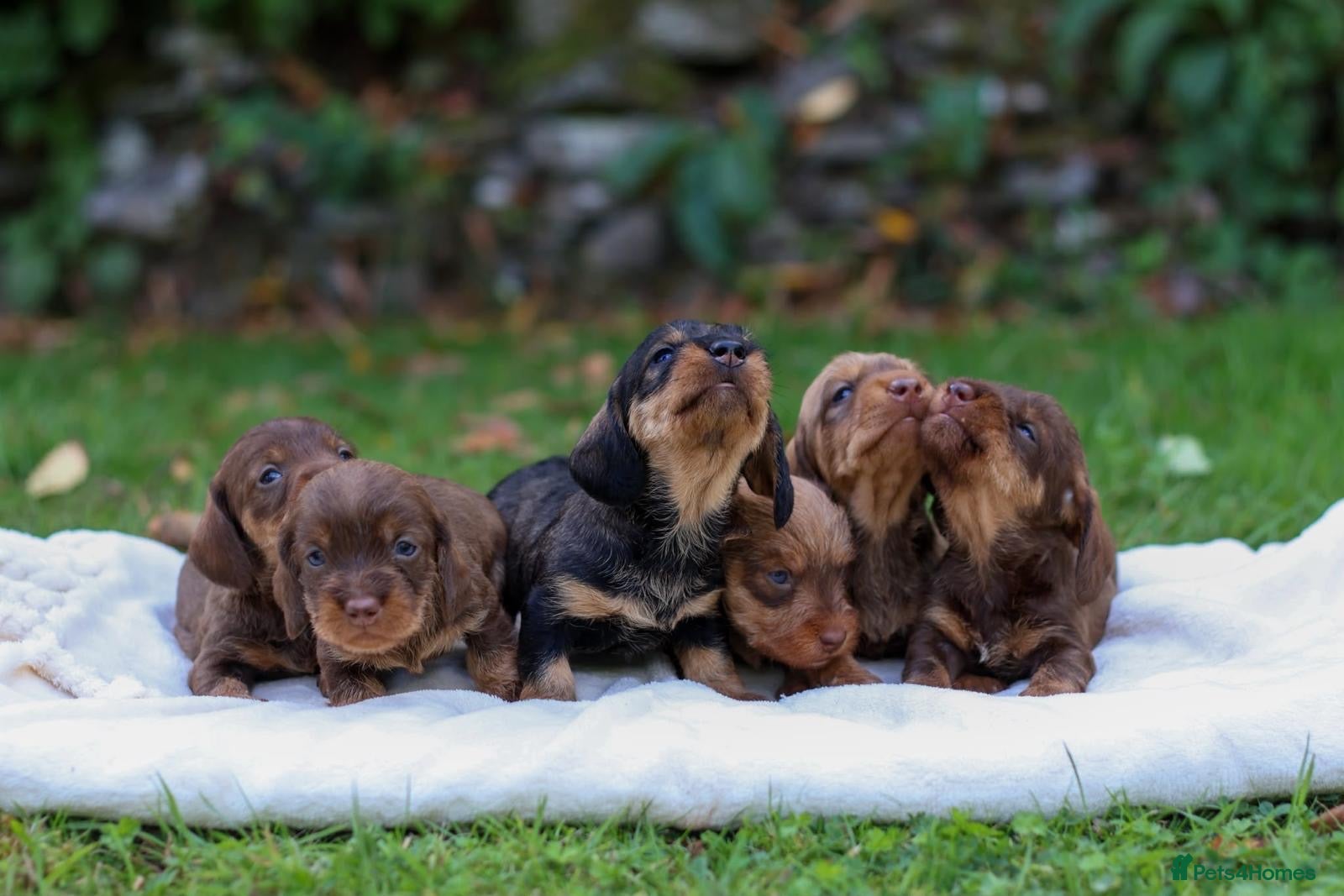 Dachshund dogs Standard Teckel wire haired Daschund’s   - Advert 2