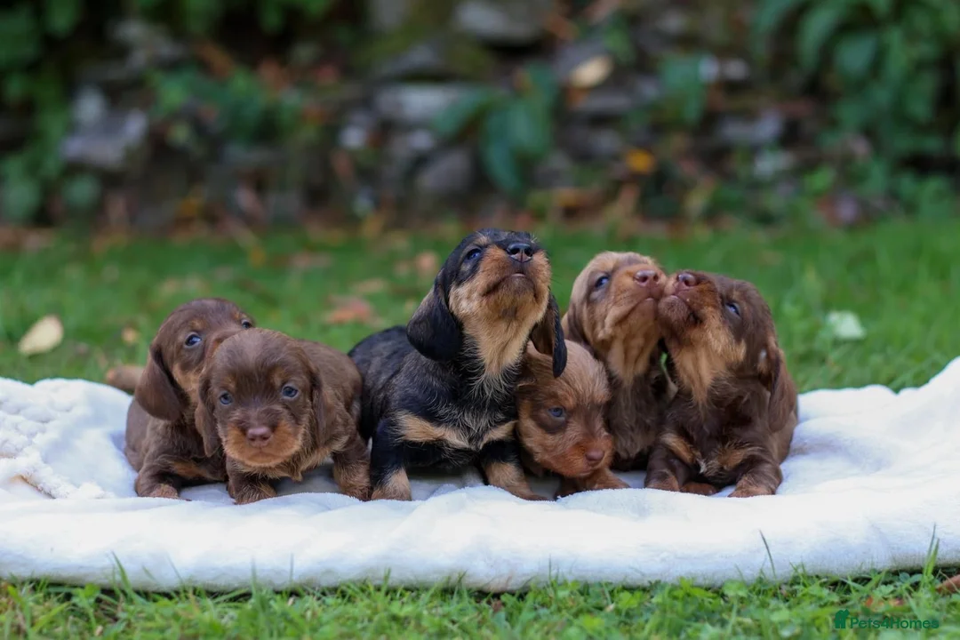Dachshund dogs for sale: Standard Teckel wire haired Daschund’s   - Advert 2
