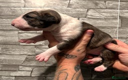 English Bull Terrier dogs for sale: Ready to leave !!! champion bloodlines kc reg - Image 15