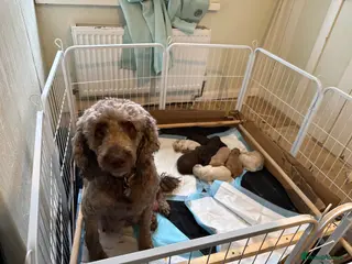 Australian Labradoodle dogs Labradoodle - Advert 5