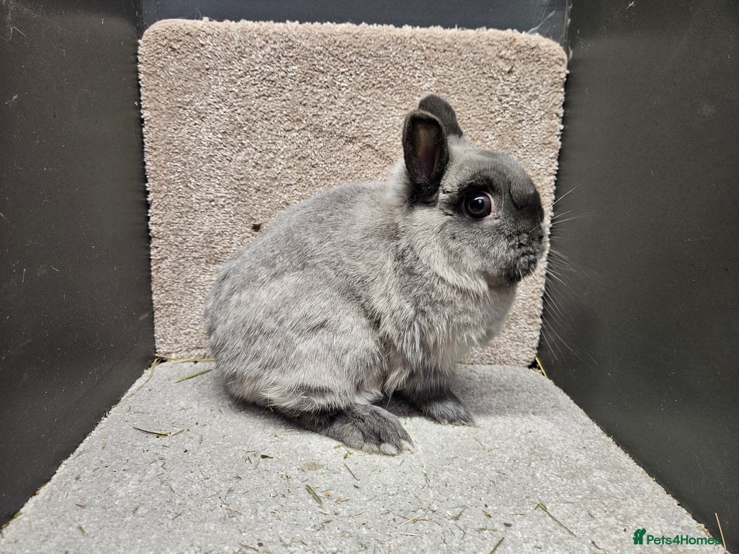 Netherland Dwarf rabbits for sale: Pure Bred Netherland Dwarfs young adult does - Advert 5