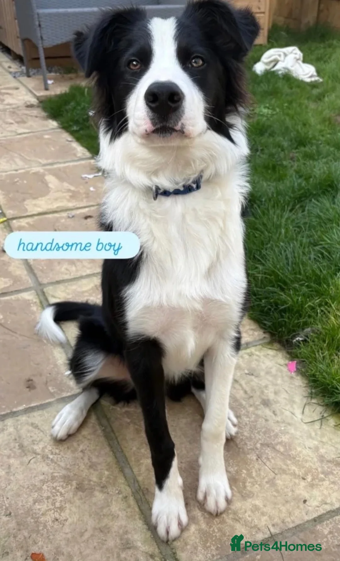 Border Collie dogs for sale: Cooper 7months old  in Par - Advert 2