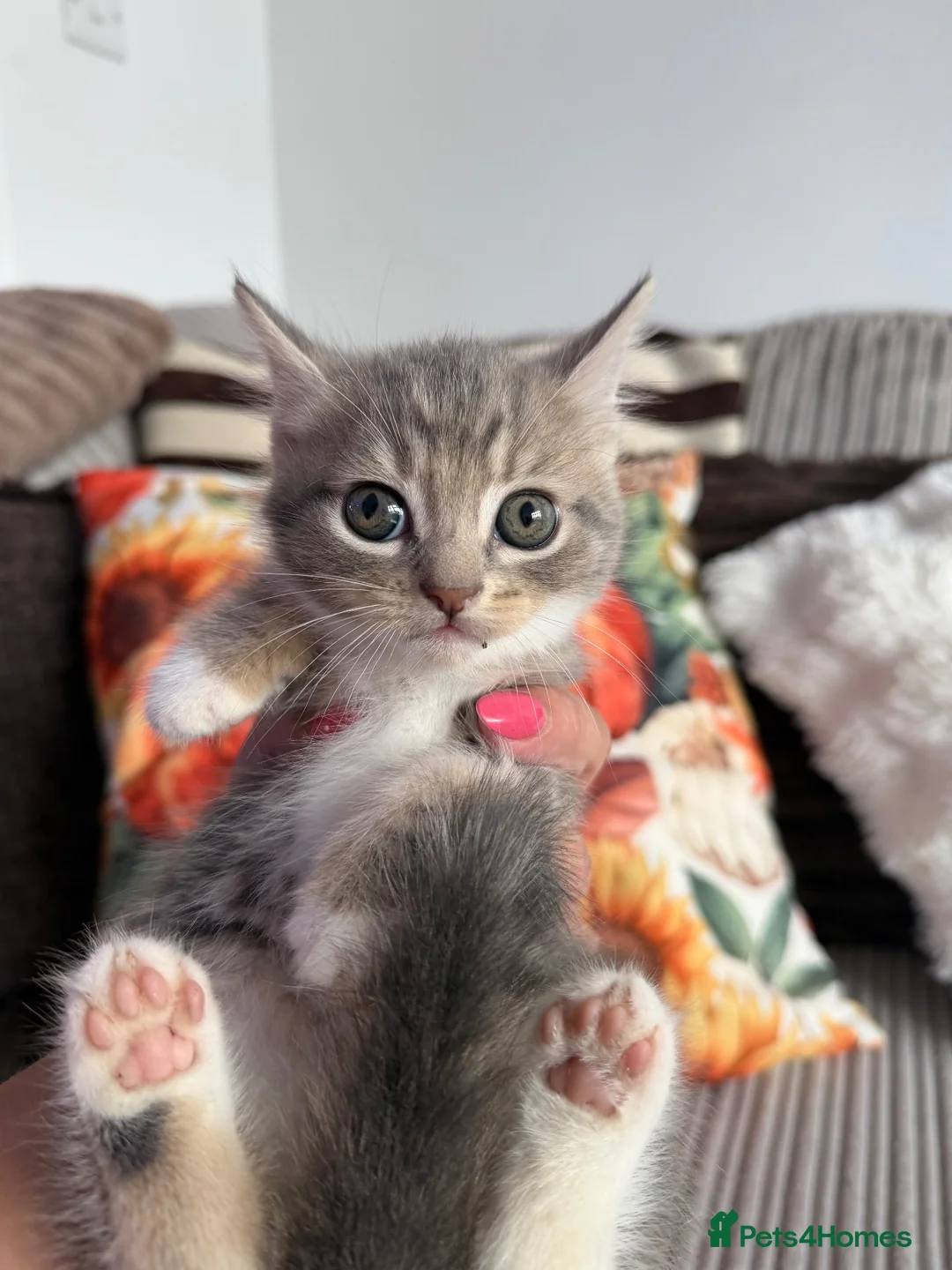 British Shorthair cats for sale: British short hair cross kittens - Advert 8