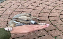 Italian Greyhound dogs for sale: Beautiful Italian greyhounds  - Image 25