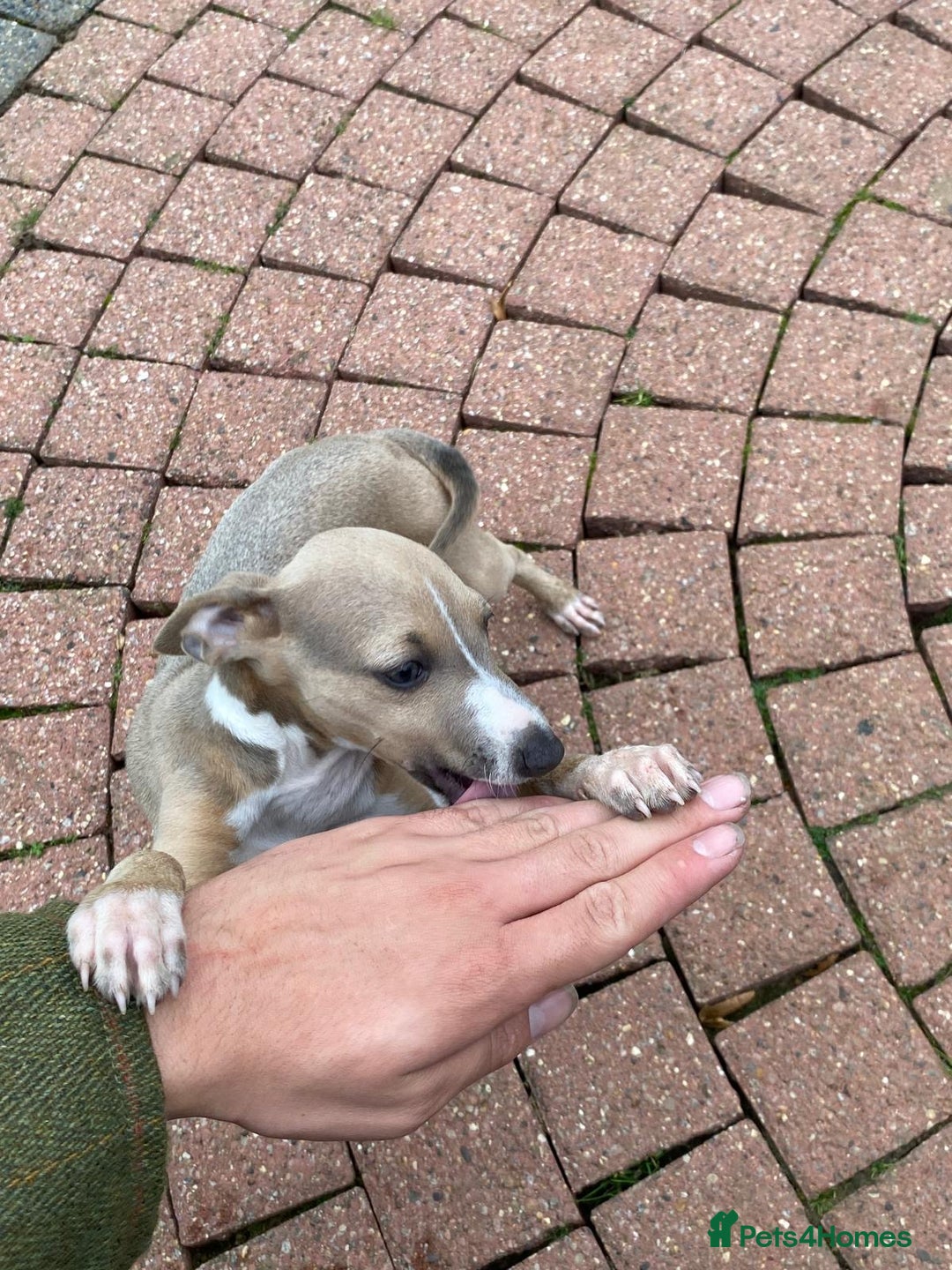 Italian Greyhound dogs for sale: Beautiful Italian greyhounds  - Image 25
