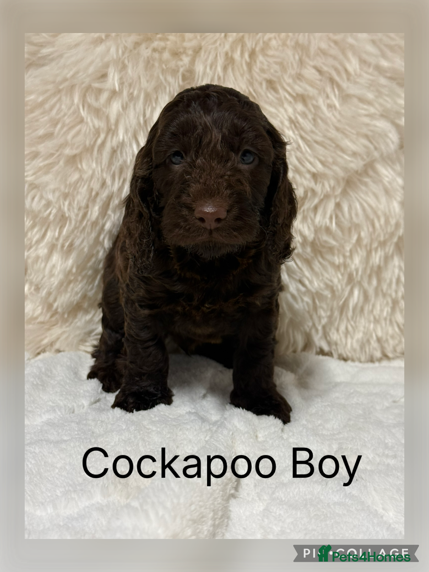 Cockapoo dogs F1 Show Cocker Cockapoo Choc Drops  - Advert 3