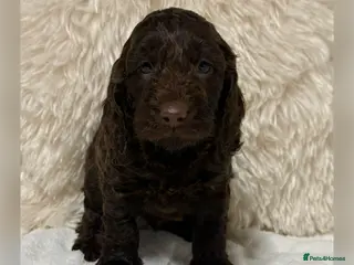 Cockapoo dogs F1 Show Cocker Cockapoo Choc Drops - Advert 9