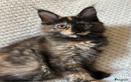 Maine Coon cats for sale: GCCF Maine Coon Kittens-Champion and Russian lines in Swindon - Image 3
