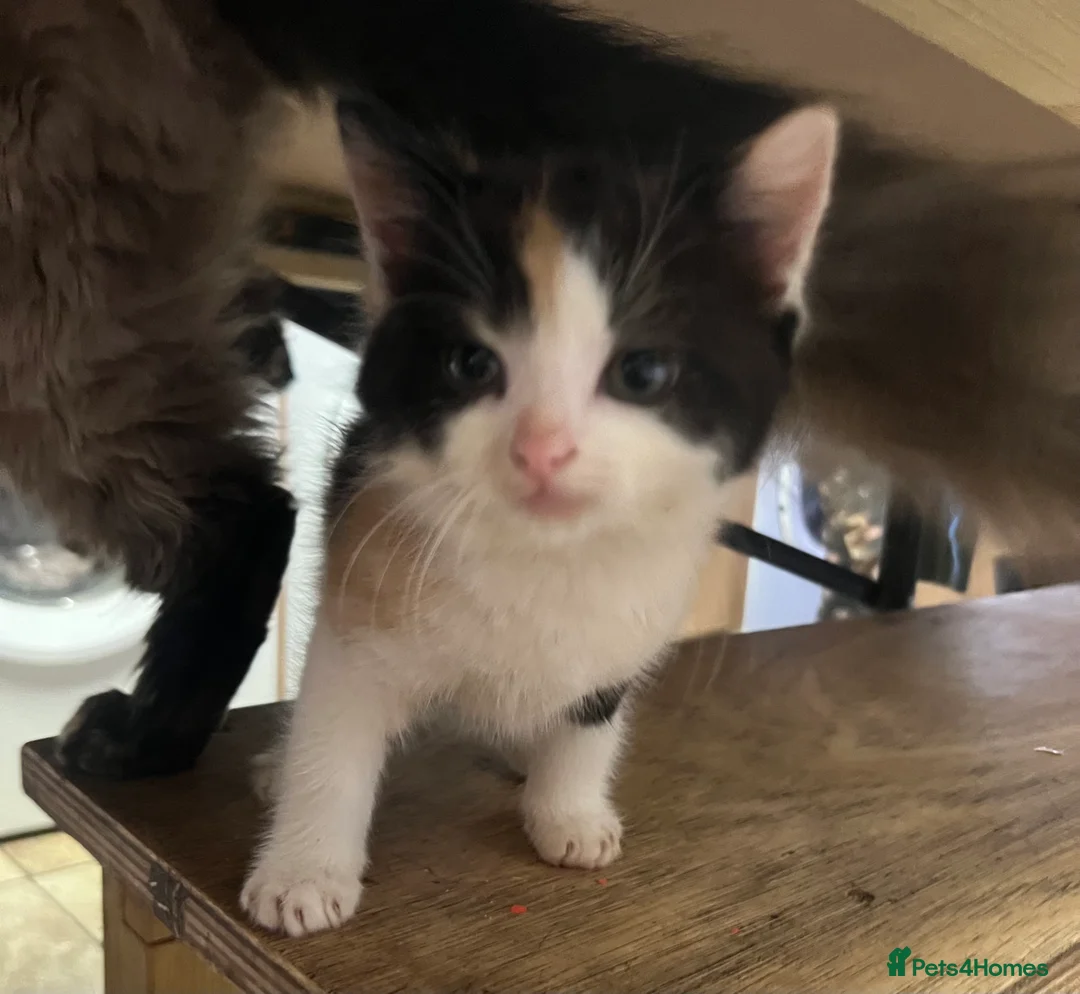 British Shorthair cats for sale: Kittens x6  - Advert 2