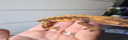 Gecko reptiles for sale: Male Cappuccino crested gecko - Advert 6