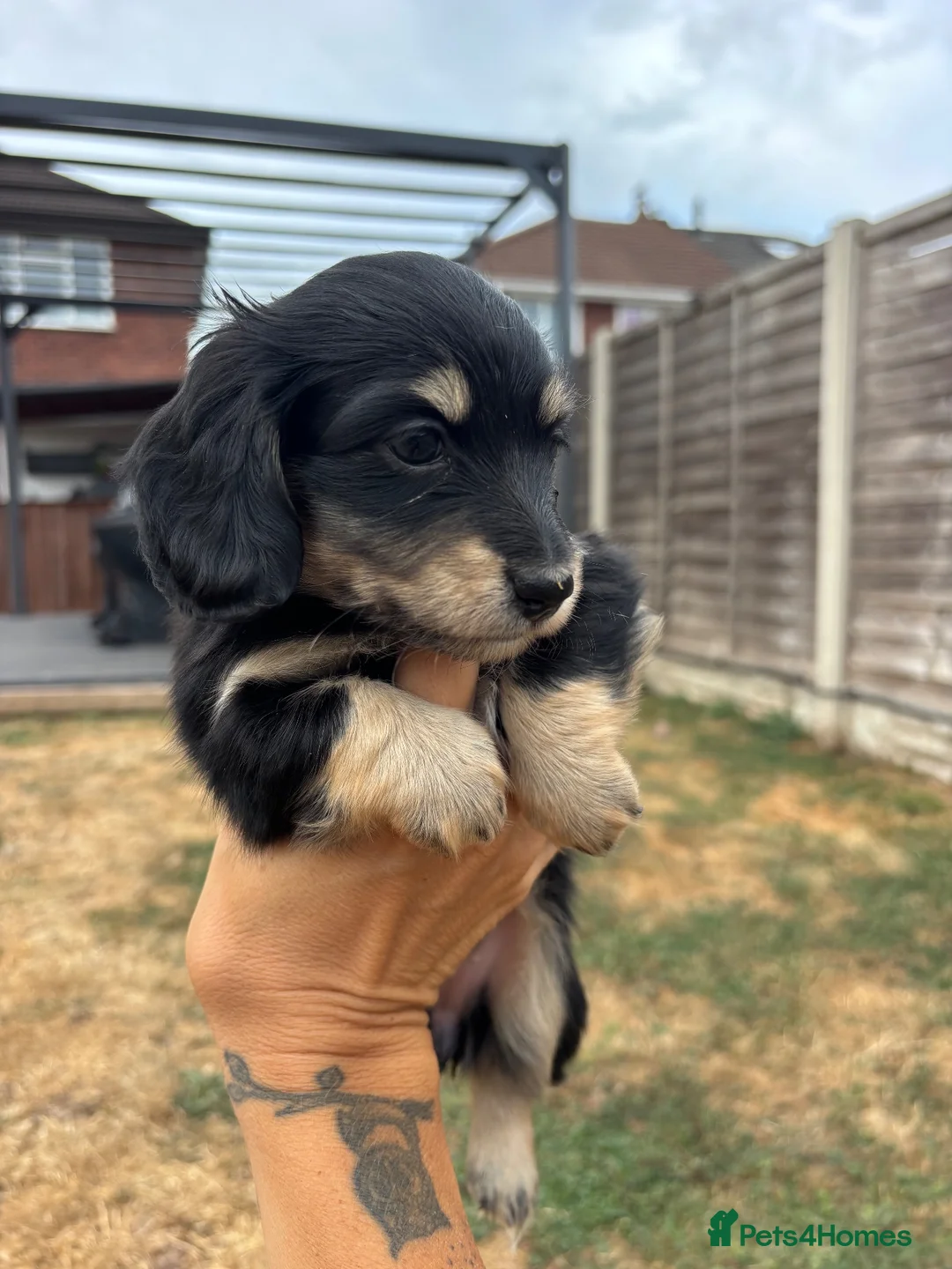 Miniature Dachshund dogs for sale: Long haired minature daschund  in Hereford - Advert 2