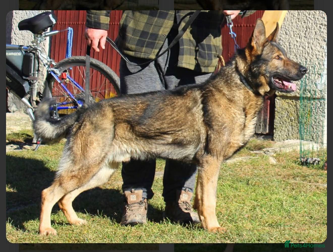 German Shepherd dogs At stud  - Advert 1