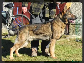 German Shepherd dogs At stud - Advert 1