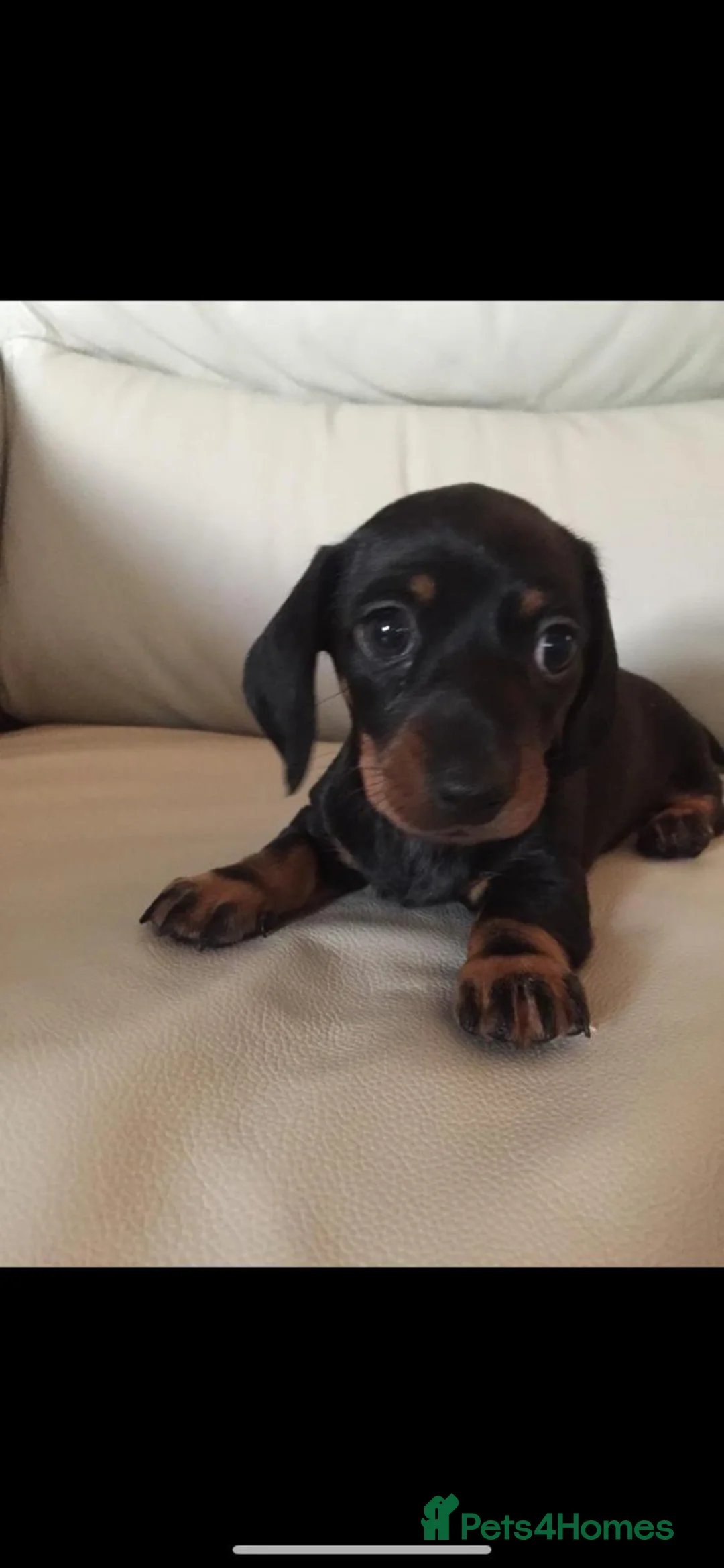 Dachshund dogs for sale: Mini Smooth Black and Tan Dachshund Puppies - Advert 2