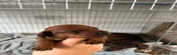 Miniature Dachshund dogs for sale: Miniature dashound  in Neath - Advert 3
