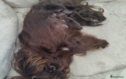 Yorkshire Terrier dogs for sale: Outstanding RARE Yorkshire terrier Chocolate - Image 18