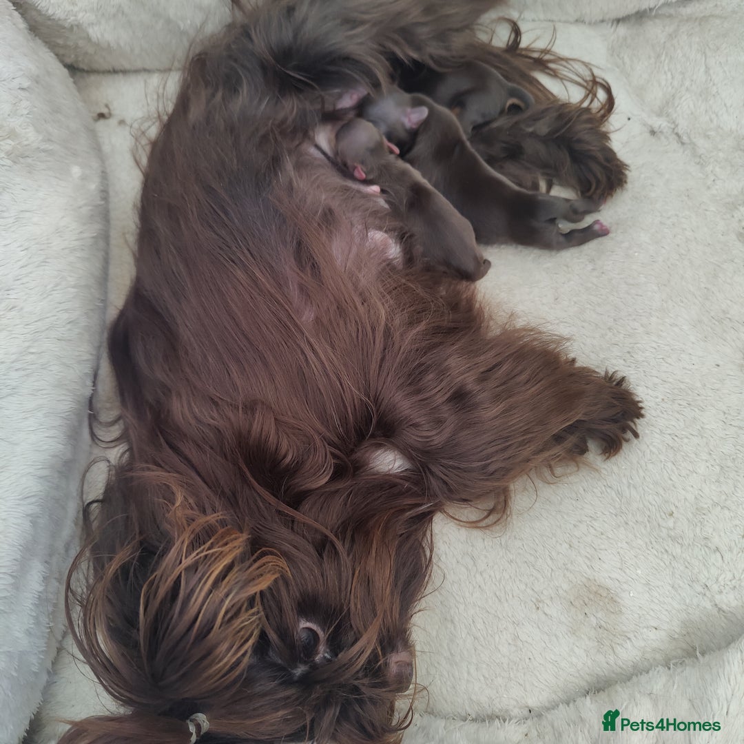 Yorkshire Terrier dogs for sale: Outstanding RARE Yorkshire terrier Chocolate - Image 18