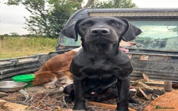 Labrador Retriever dogs for stud: Fully health tested working black Labrador stud  - Image 6