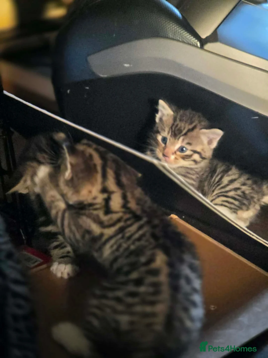Mixed Breed cats for sale: Kittens ready in 4-5 weeks, 3 girls, 1 boy - Advert 2