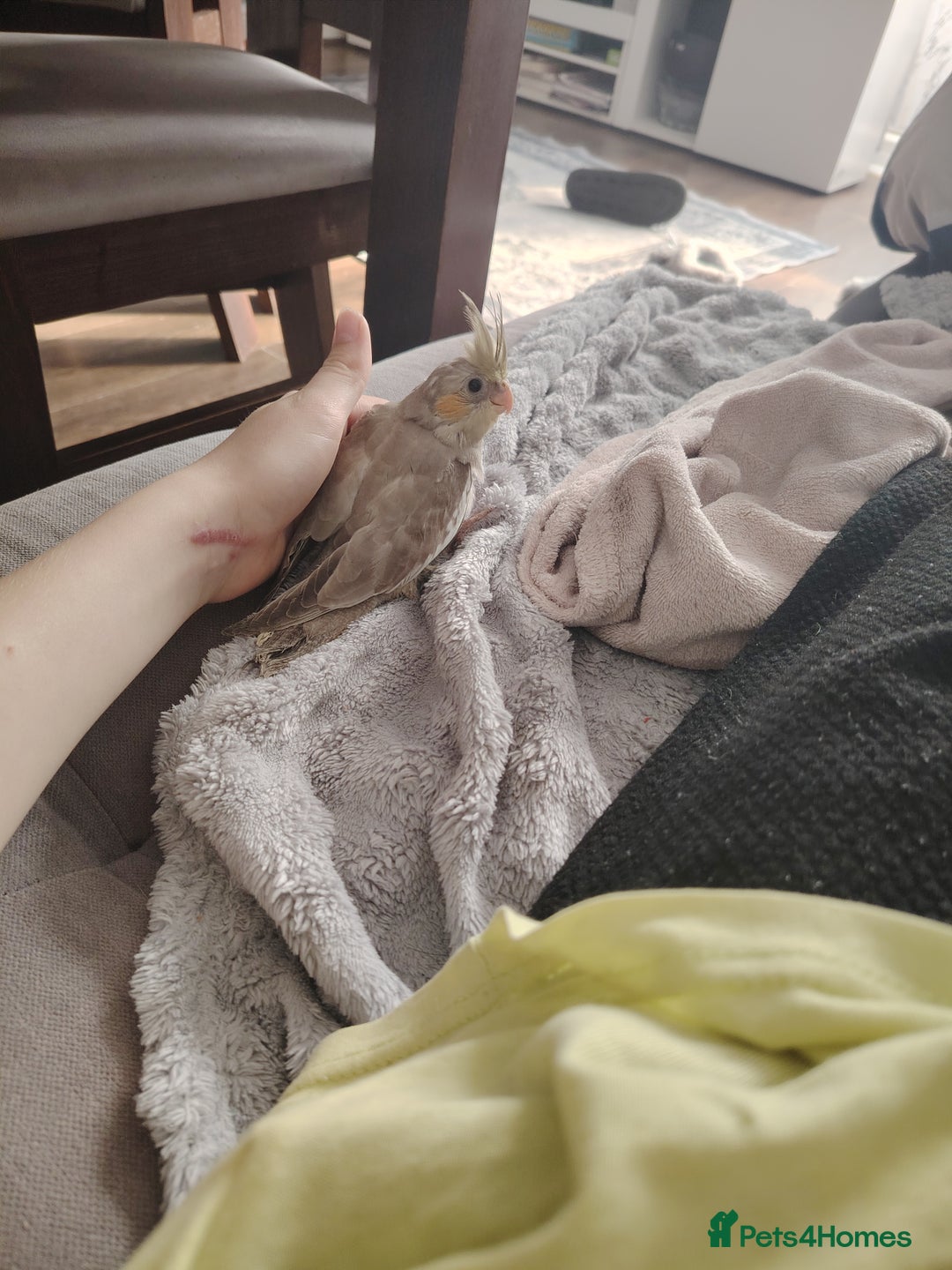 Cockatiels birds for sale: Beautiful young cockatiel parrot - Image 2