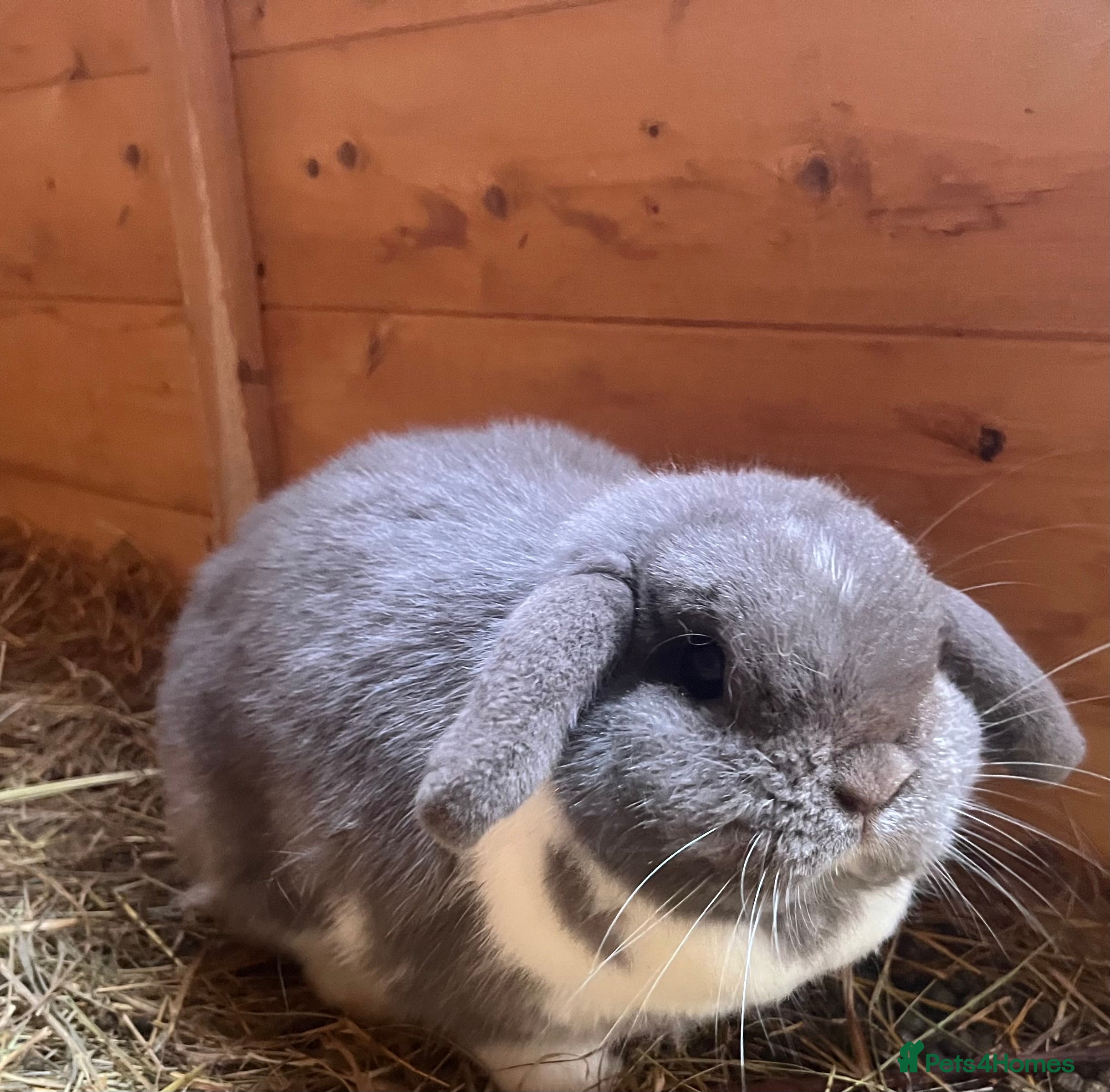 Mini Lop rabbits Beautiful lilac mantle mini lop - Advert 13