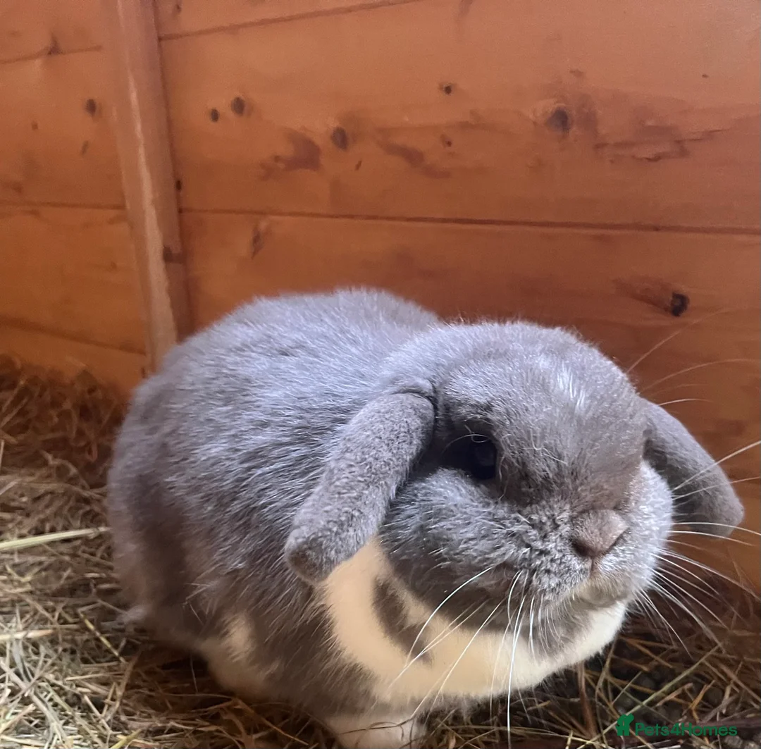 Mini Lop rabbits for sale: Beautiful lilac mantle mini lop - Advert 1