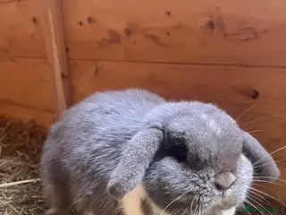 Mini Lop rabbits Beautiful lilac mantle mini lop - Advert 13