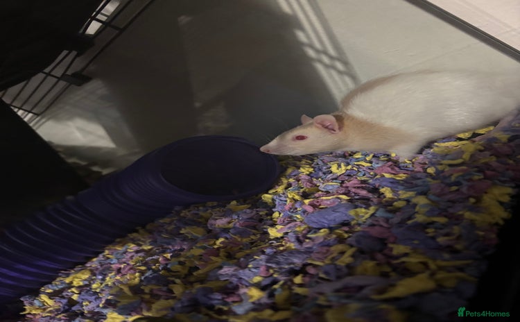 Rat rodents - Advert 4