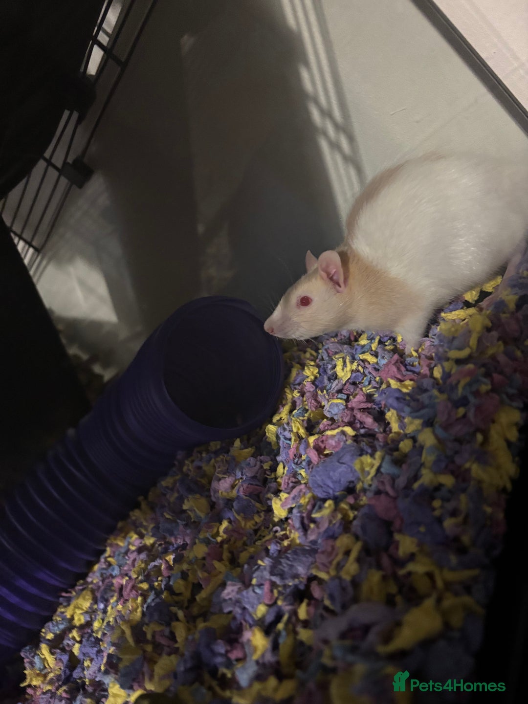 Rat rodents for sale: Two male rats 6 months old - Image 1
