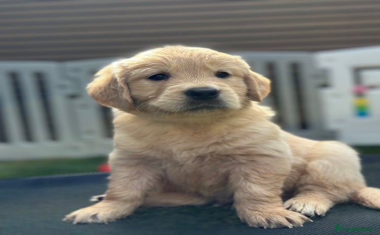 Golden Retriever dogs - Advert 5