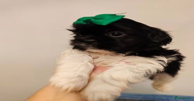 Shih Tzu dogs - Advert 10