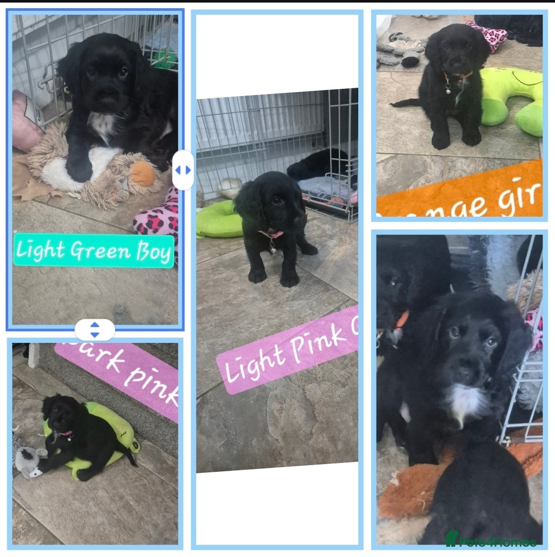 Cocker Spaniel dogs Working cocker pups  - Advert 1