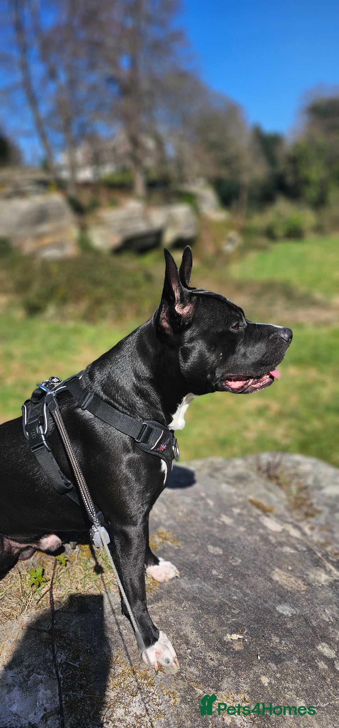 Mixed Breed dogs for stud: Dog for stud. American bully x cane corso - Advert 10