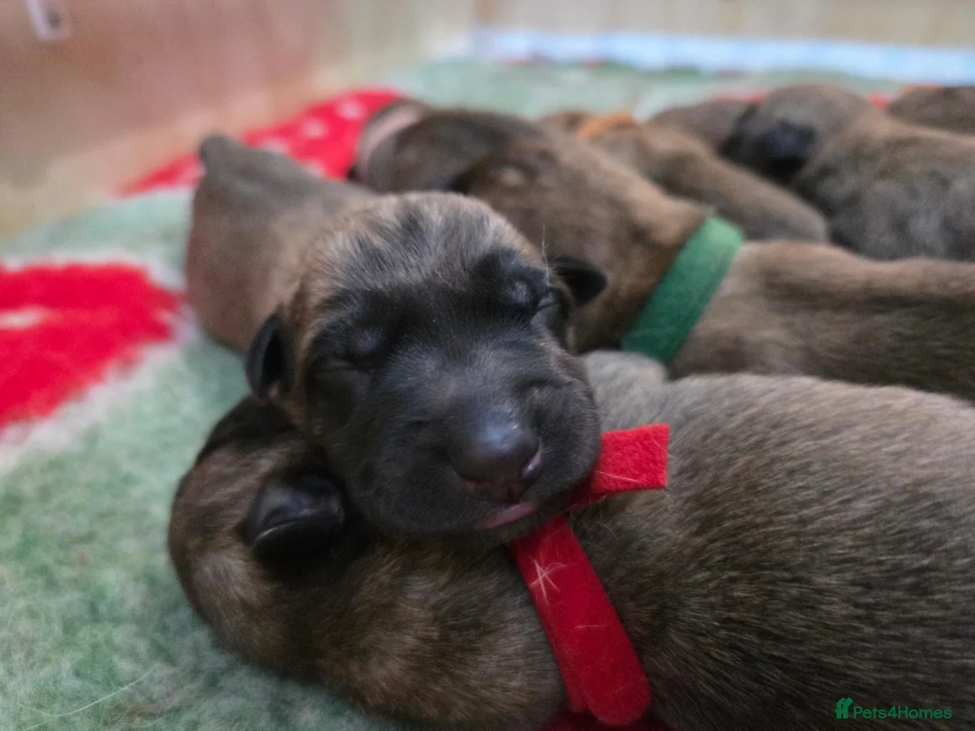Belgian Shepherd Dog dogs for sale: KC registered Belgian Shepherd Malinois Puppies - Advert 10