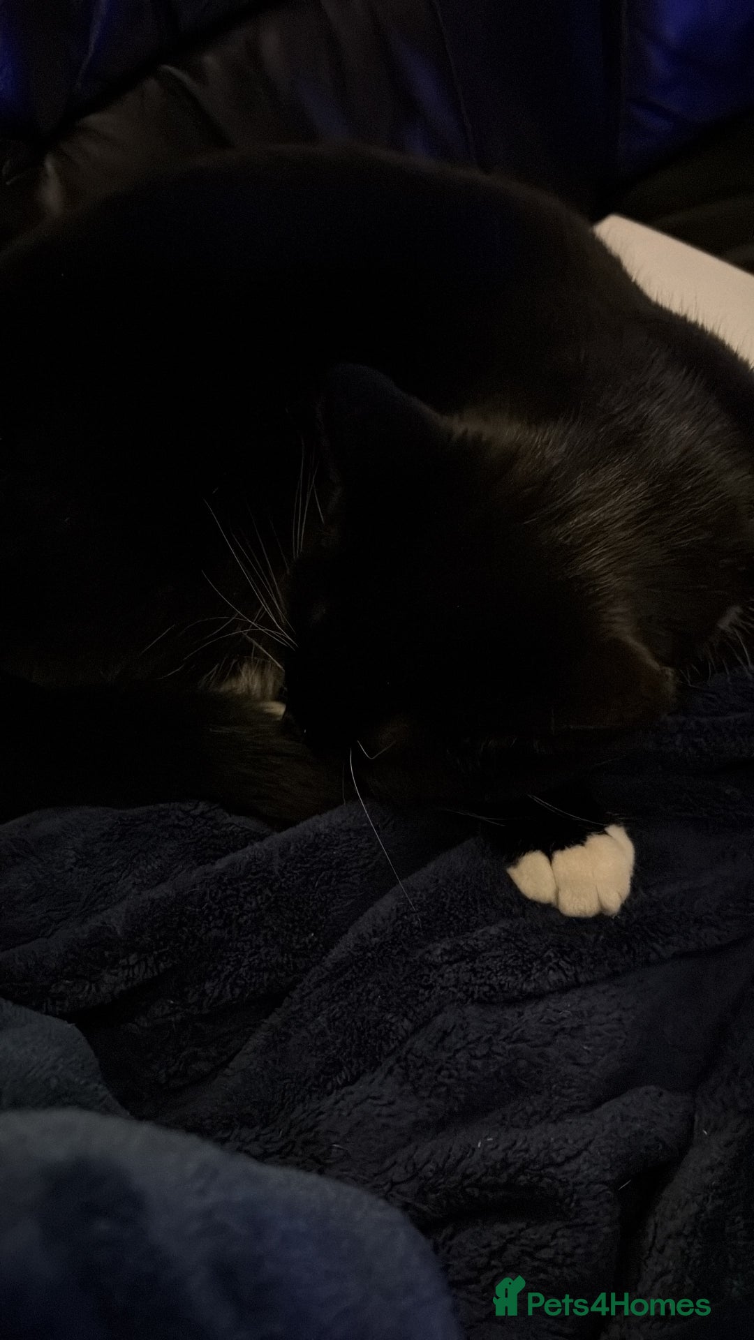 Mixed Breed cats for sale: Nala 2 years old female - Advert 4